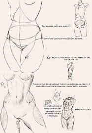 How to Art — Anatomy Tips: Torso by Ecchi-Senshi