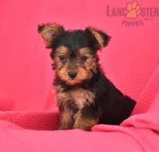Discover more about our yorkie chon puppies for sale below! 30 York Chon Puppies Ideas In 2021 Puppies Breeds Puppies For Sale