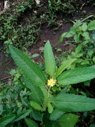 Image result for Corchorus tridens