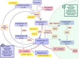 Drug metab dispos, 2013, 41: Biomarkers Of Activation Of Renin Angiotensin Aldosterone System In Heart Failure How Useful How Feasible Sciencedirect