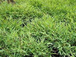 Image result for Pogonatherum paniceum