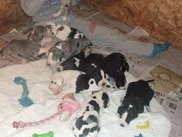 Are there any great danes that are akc? 12 Akc Great Dane Puppies For Sale 4 Weeks Old For Sale In Haviland Ohio Classified Americanlisted Com