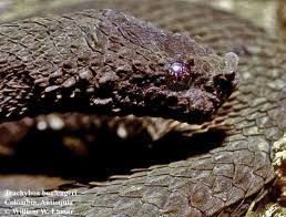 Image result for Trachyandra burkei