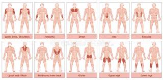 Klassische & hochwertige bodies‼ gratisgeschenk für neukunden‼. Muscle Groups Chart Stock Vector Illustration Of Exercise 96678502