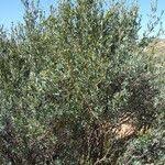 Image result for Montinia