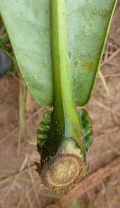 Image result for Anthocleista vogelii