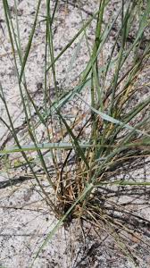 Image result for Eragrostis pallens