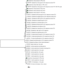 Image result for Sphaeranthus flexuosus