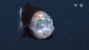 Image result for Dicoma macrocephala