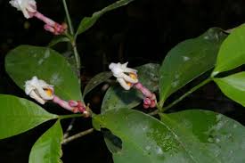 Image result for Tabernaemontana odoratissima