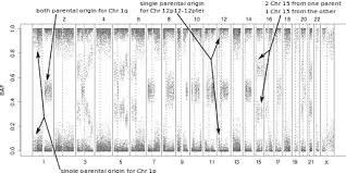 In a recent study, snp array karyotyping identified deletions or loh of 22q in 49/51 rhabdoid tumours. Snp Array Wikiwand