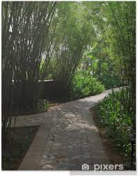Phyllostachus bisettii überzeugt durch ein dicht glänzendes dunkelgrünes blätterwerk und ist zudem bis minus. Poster Bambus Garten Weg Pixers Wir Leben Um Zu Verandern