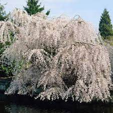 White flowering deciduous dogwood tree. White Weeping Cherry Trees For Sale Fastgrowingtrees Com
