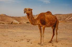 To ride a camel you get on it when it is down on its knees, then when the camel tries to stand up it raises it's 2 back legs first causing you to tilt forward and almost. Is Camel Riding Ethical How To Have A Cruelty Free Camel Riding Experience