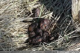 Maybe you would like to learn more about one of these? Tierkot Bestimmen Kot Im Garten Von 14 Tieren Erkennen Gartendialog De