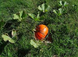 Image result for Cucurbita pepo