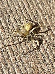 Image result for yellow sac spider bite skin