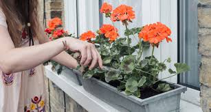 Image result for foto muškáty