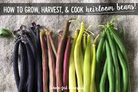 Maybe you would like to learn more about one of these? How To Grow Harvest Cook Heirloom Beans My Favorite Snap Dried Bean Varieties Whole Fed Homestead