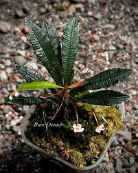 Image result for Sauvagesia