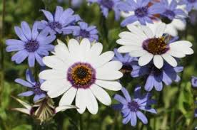 Image result for Felicia boehmii