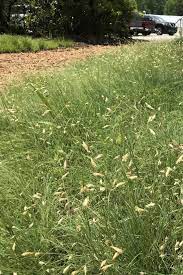 Buffalo Grass Origin Lawn Alternatives Grass Alternative Warm Season Grass