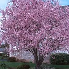 Want to improve your home landscaping in the zone 7 climate? 7 Inexpensive Landscaping Trees Evansville Lawn Landscape
