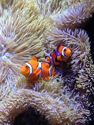 Seattle Aquarium Clown Fish It Looks As If They Are On A Swimming Though A Flokaki Textured Rug Clown Fish Colorful Fish Sea And Ocean