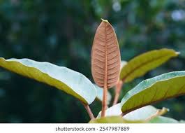 Image result for Harungana madagascariensis