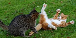 If the cat is overpowered, he will recover quickly. The Cat Attacks In A Dream For What Consider Why A Black Cat Is Dreaming What Does Sleep Mean Ask The Dream Book