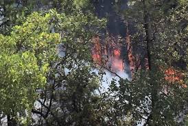 Υπό πλήρη έλεγχο πυρκαγιά που εκδηλώθηκε στο κούρδαλι; Oz6pdg 5 Q3zm