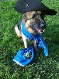 Grandheaume Cdd German Shepherd Gsd Shepherd Dog