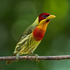 Image result for Huberantha mossambicensis