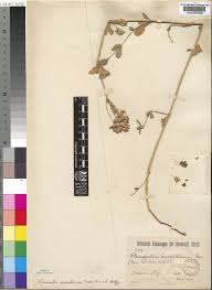 Image result for Krauseola mosambicina