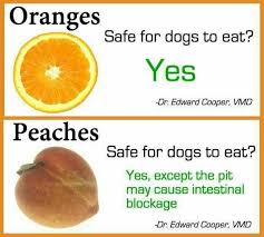 If it contains the sweetener xylitol, it can cause your dog some real problems. Oranges Peaches Are Safe For Your Dog Fruits For Dogs Can Dogs Eat Oranges Dog Safe Food