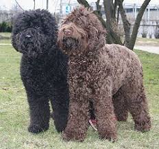 Search through thousands of dogs for sale and puppies for sale adverts near me in the usa and europe at animalssale.com. Barbet Dog Wikipedia