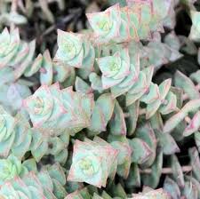 Image result for Crassula morrumbalensis