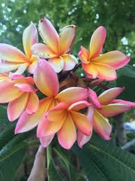 I D Have A Million If I Could Intoxicating Smell Frangipanis Rock Frangipani Florida Gardening Small Gardens