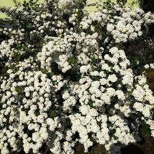 Man Sollte Immer Ein Paar Bluhende Busche Haben Busch Garten Bluten Bluhende Busche Garten Instagram