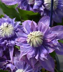 Image result for Clematis
