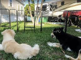 We did not find results for: Best Portable Dog Fences For Camping With Your Canines