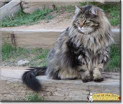 Half N Half Maine Coon Mix March 26 2016