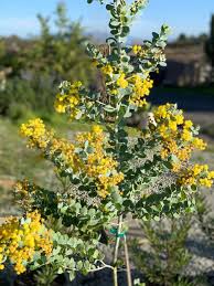 Image result for Acacia podalyriifolia