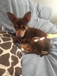Americanlisted has classifieds in los angeles, california for dogs and cats. Doberman Pinscher Chihuahua Mix Cheap Online