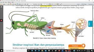 Senarai buku teks tingkatan 5. Pernafasan Manusia Ikan Serangga Dan Katak Youtube