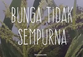 Filosofi bunga bougenville ini, pertama kali diberi nama oleh penemunya, yakni sir louis antoine de bougainville. Bunga Tidak Sempurna Contoh Dan Pengertian Ilmusiana