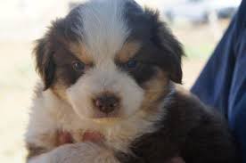 Maybe you would like to learn more about one of these? Registered Mini Australian Shepherd For Sale In Wheatland California Classified Americanlisted Com