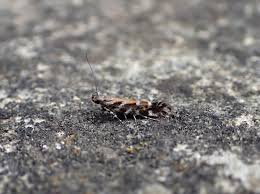 Image result for Ericinella