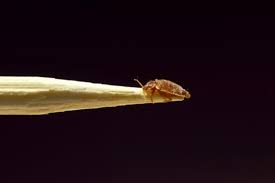If you can't tell whether or not you have bed bugs, try thoroughly washing and replacing your bed sheets. 6 Effective Treatments To Get Bed Bugs Out Of Your Car Dengarden