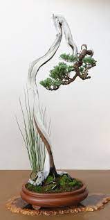 Bonsaitrees Indoor Bonsai Tree Bonsai Tree Types Indoor Bonsai